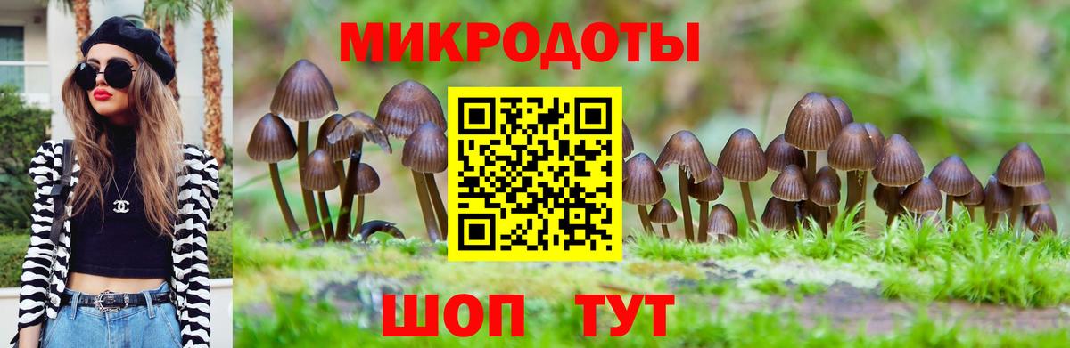 Галлюциногенные грибы Psilocybine cubensis Курчатов